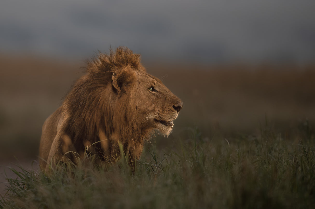 Majestic Look Poster och Canvastavla