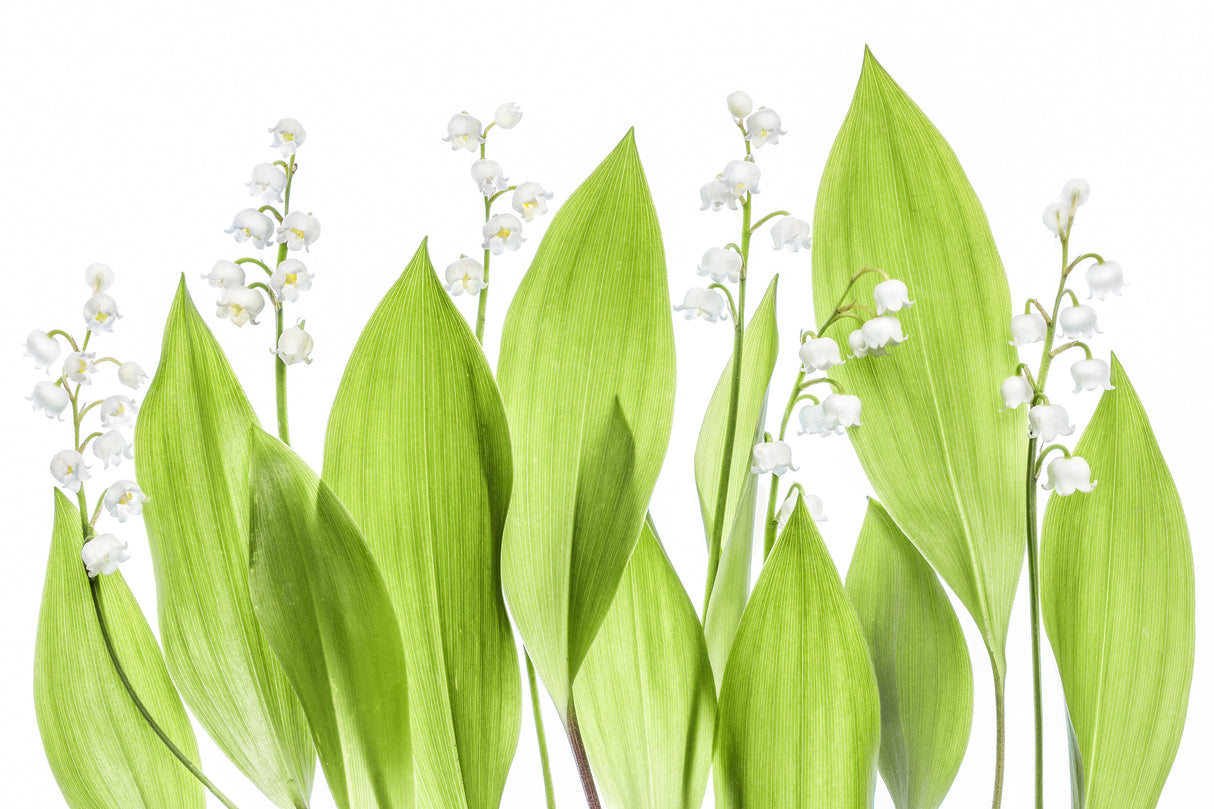Lily of the valley Poster och Canvastavla