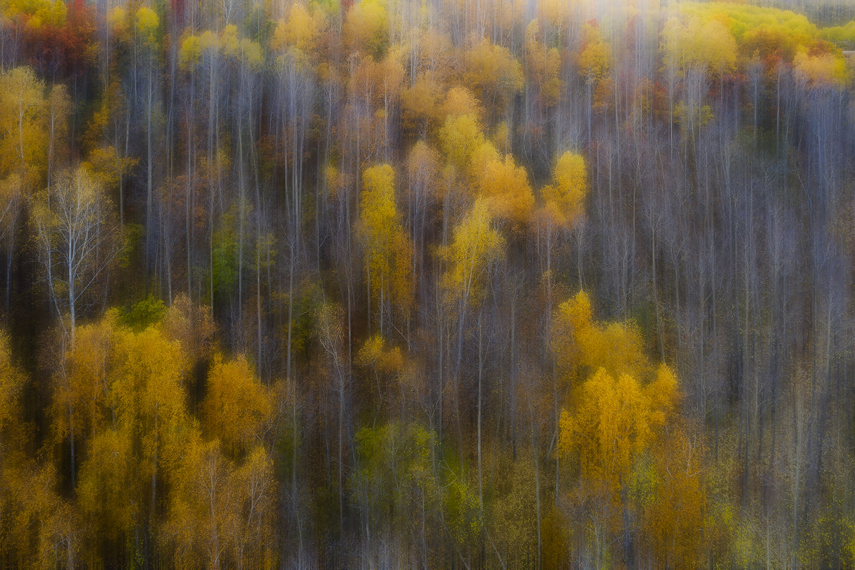 The color of autumn Poster och Canvastavla