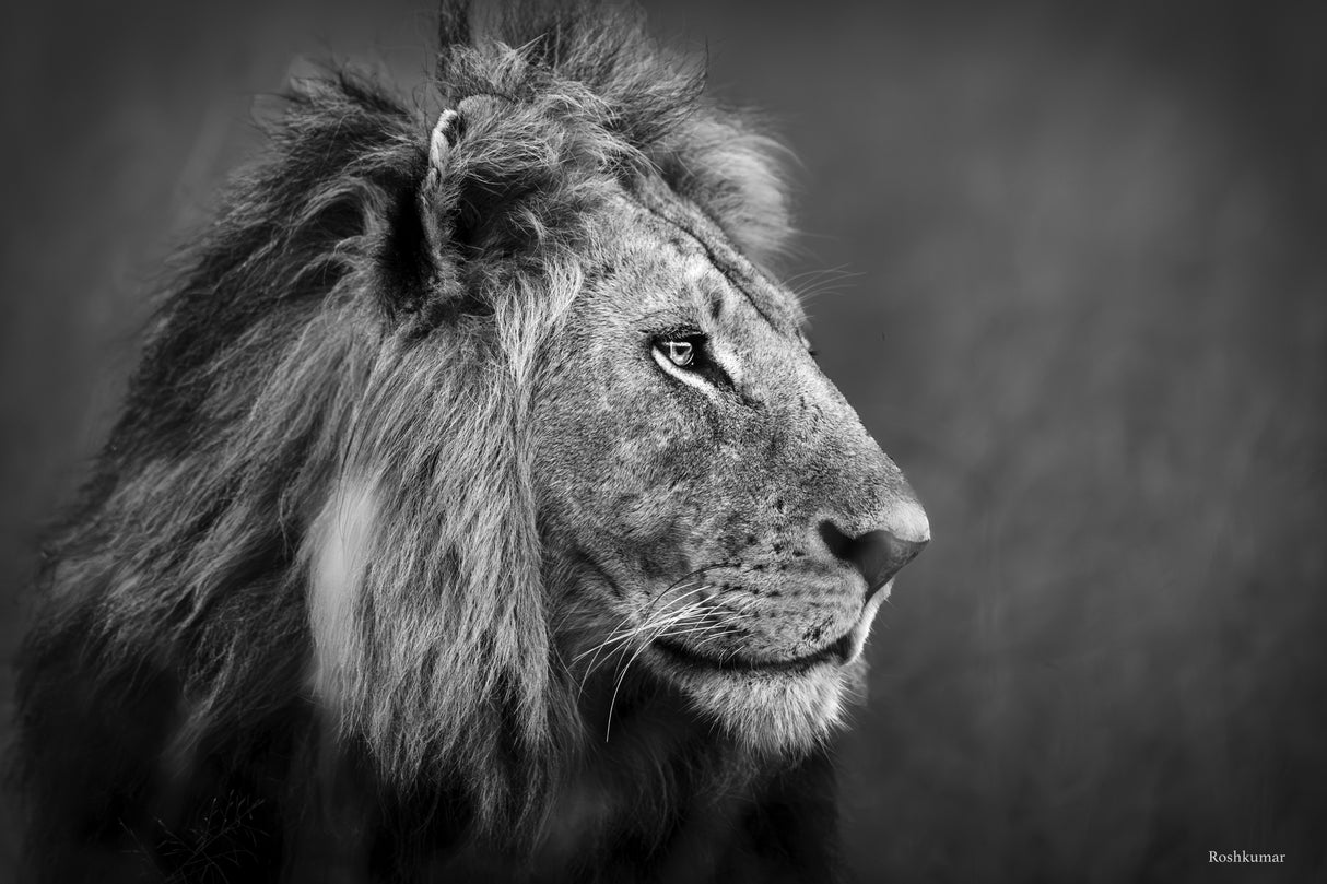 Majestic Look... Poster och Canvastavla