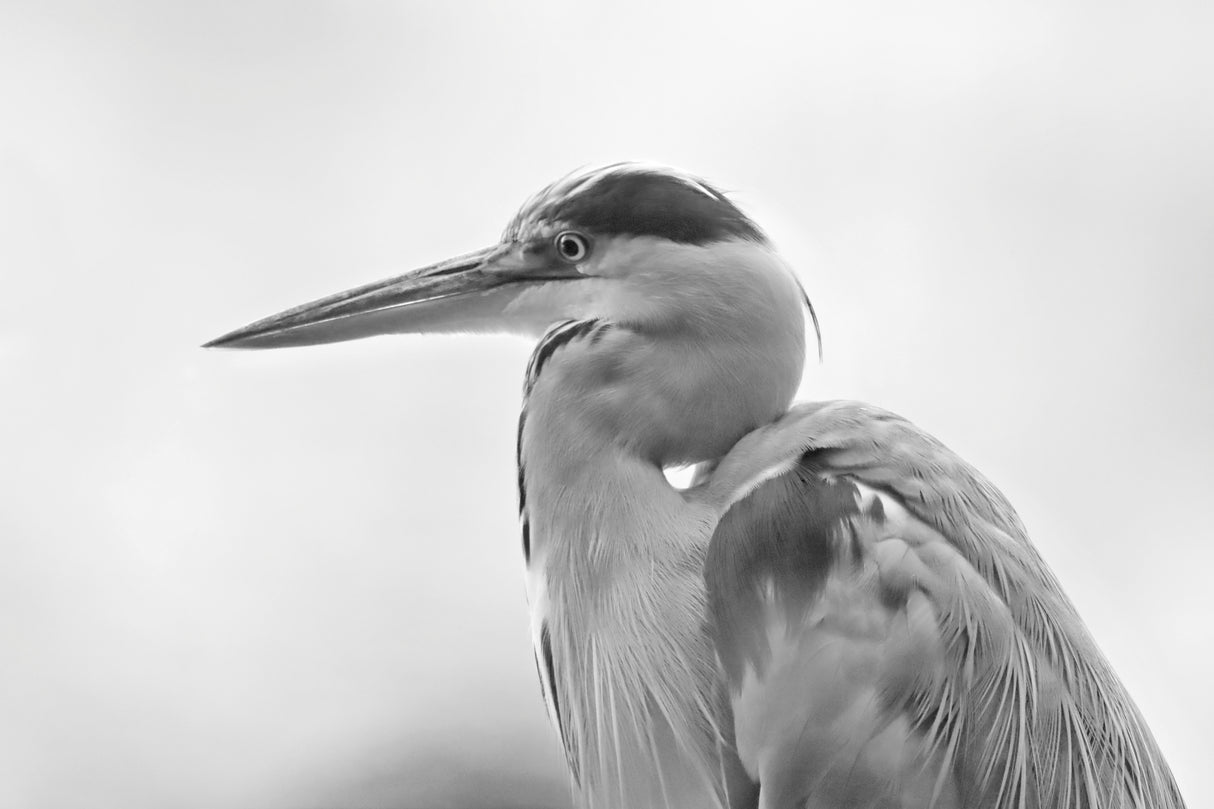 Heron Poster och Canvastavla