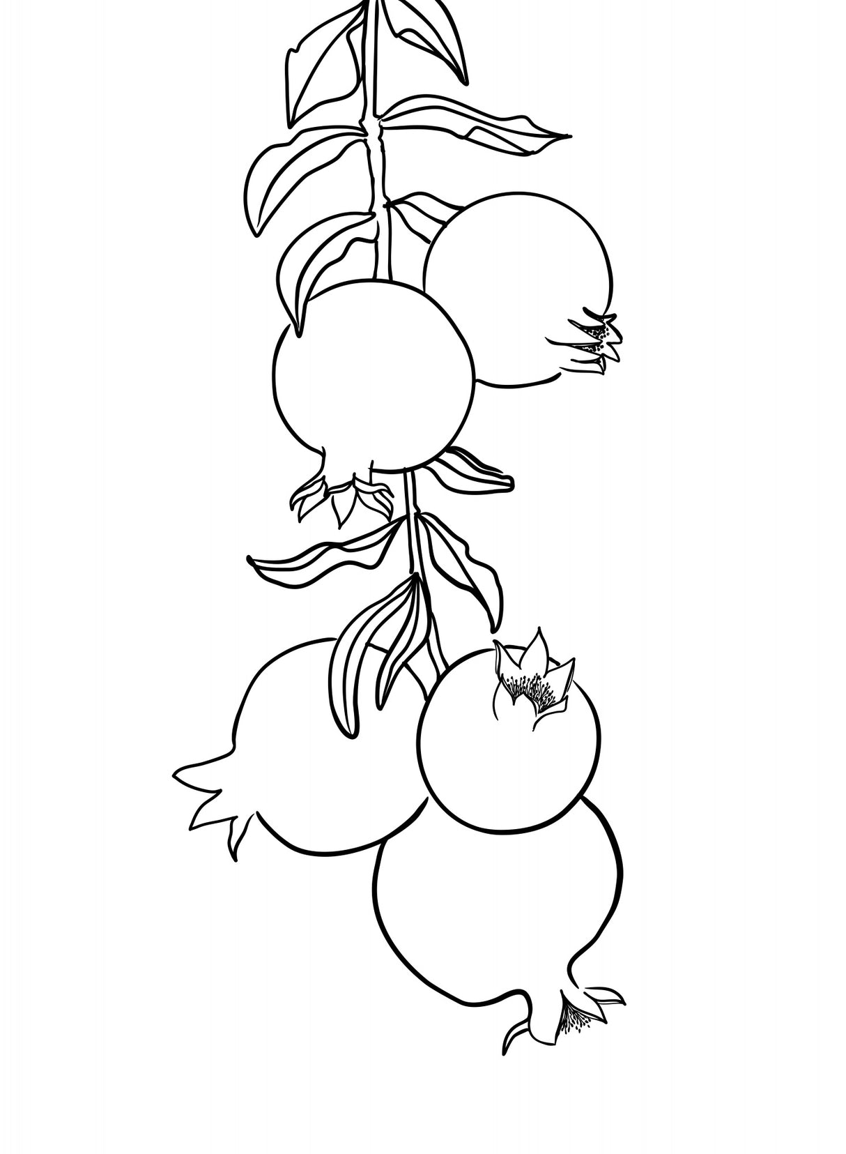 Branch of pomegranates Poster och Canvastavla