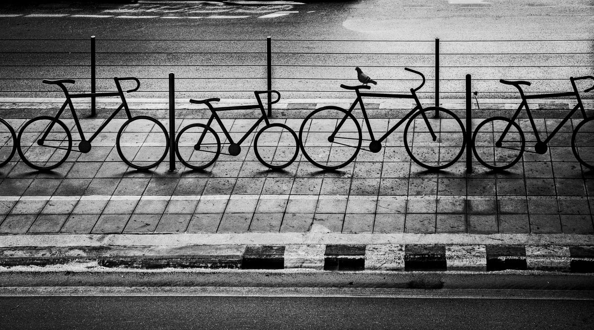 Pigeon Poster och Canvastavla