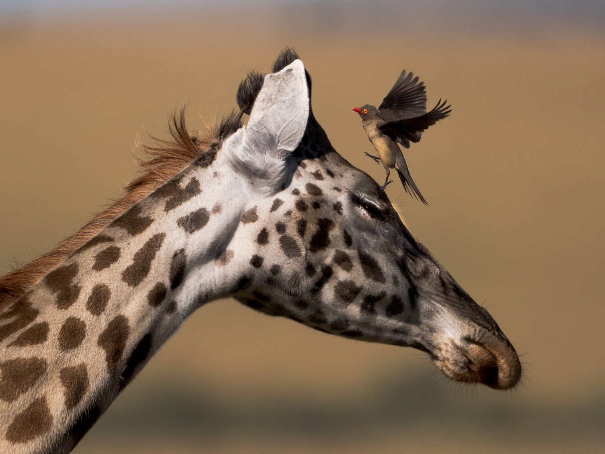 Oxpecker and Giraffe Poster och Canvastavla