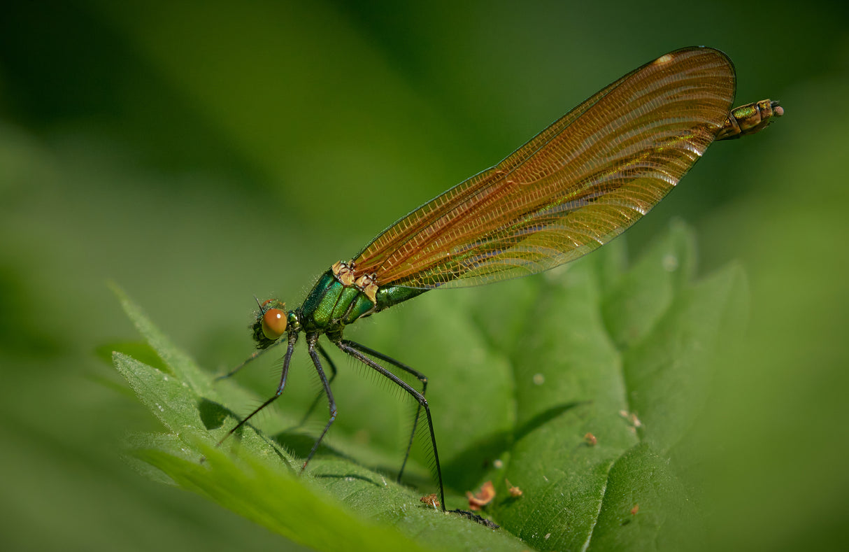 Female Beautiful Demoiselle Poster och Canvastavla