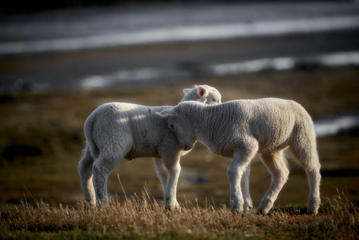 Lamb Friends Poster och Canvastavla