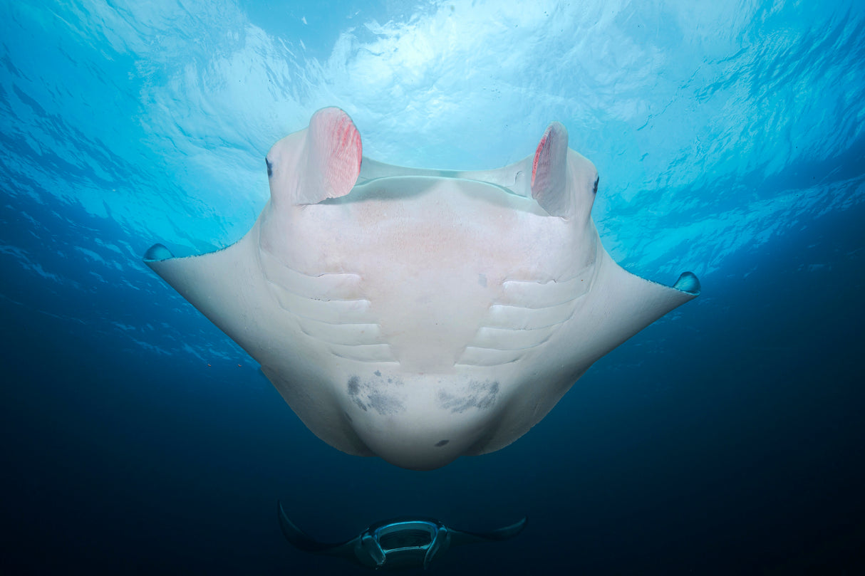 Manta mother Poster och Canvastavla