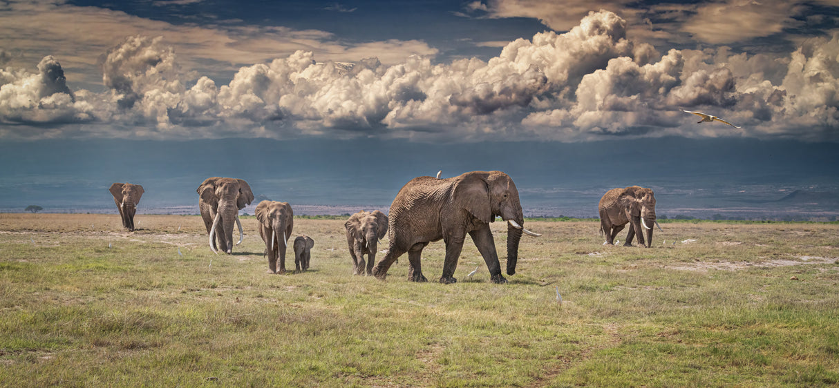 Amboseli wonderland Poster och Canvastavla
