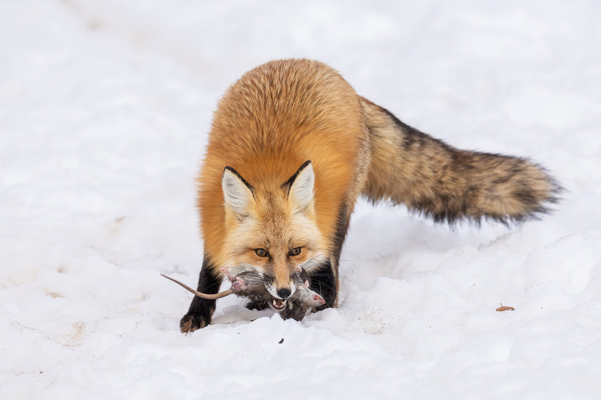 Hunting Poster och Canvastavla