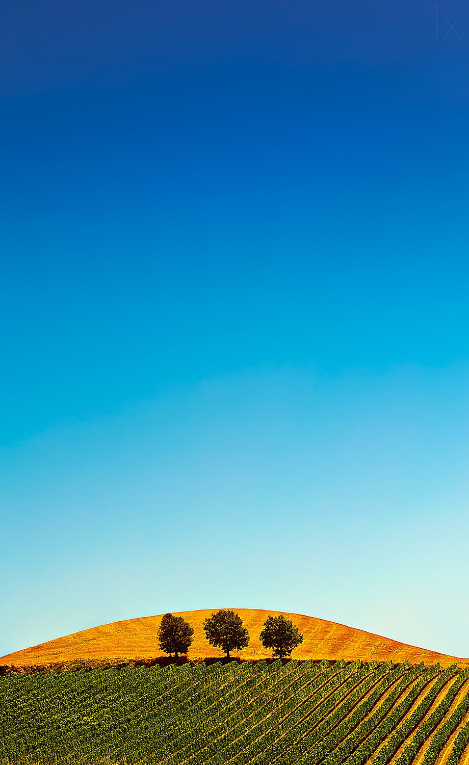 Tuscany Poster och Canvastavla