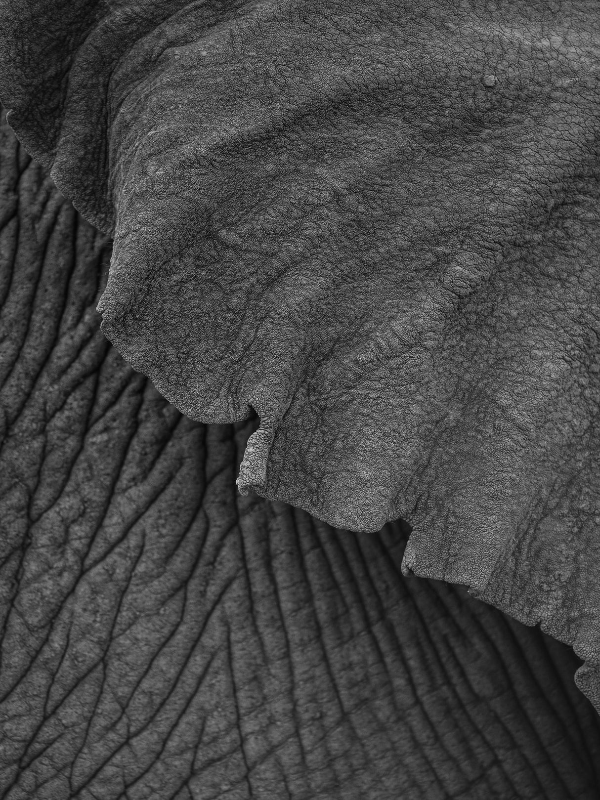Olifant 02 Poster och Canvastavla