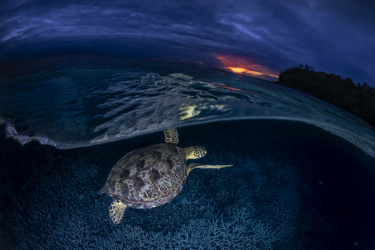 Green turtle at sunset Poster och Canvastavla