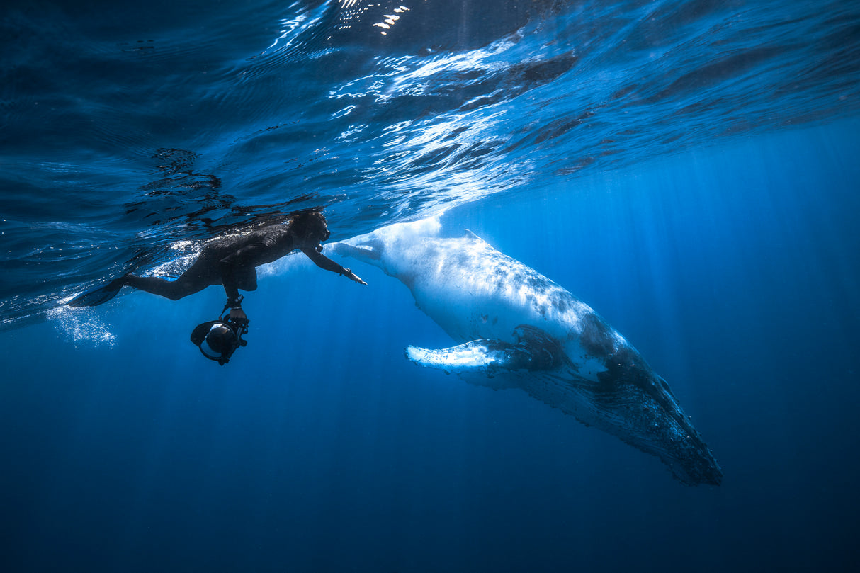 Yann & Whale Poster och Canvastavla