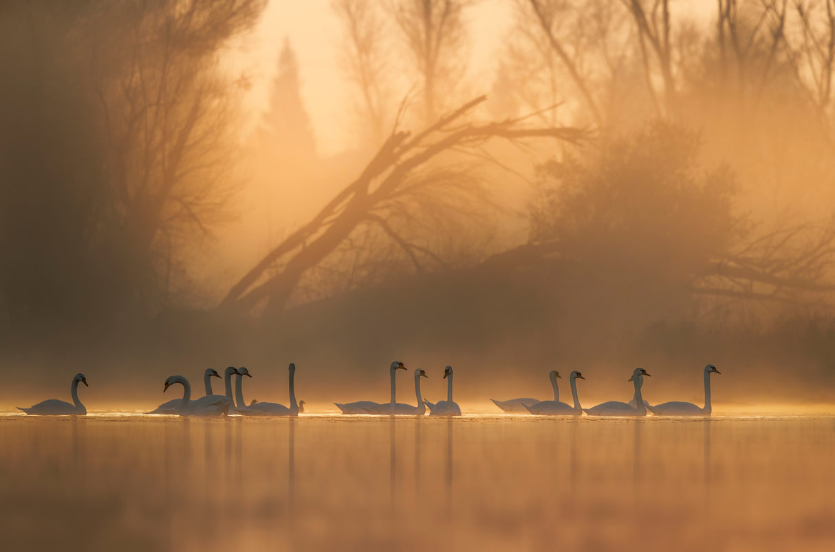 Swans community Poster och Canvastavla