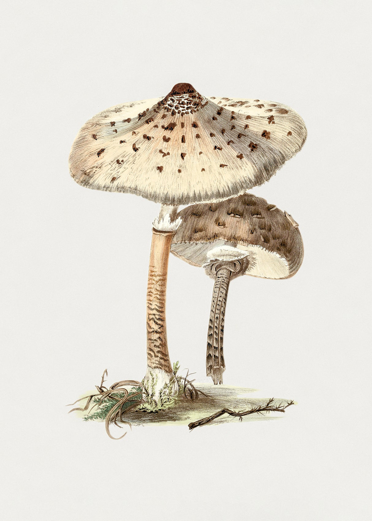 Hand Drawn Parasol Mushroom Poster och Canvastavla
