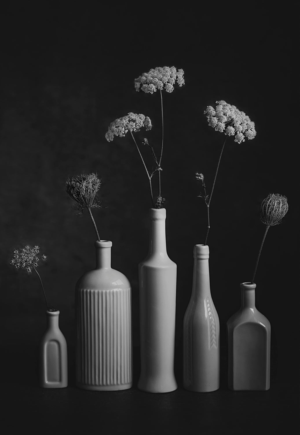 Daucus Carota Poster och Canvastavla