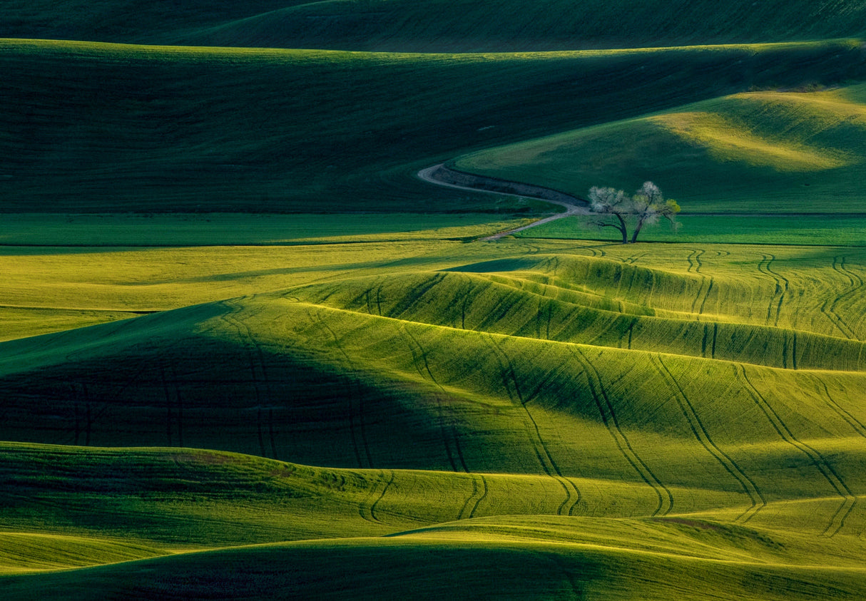 The View Of Palouse Poster och Canvastavla