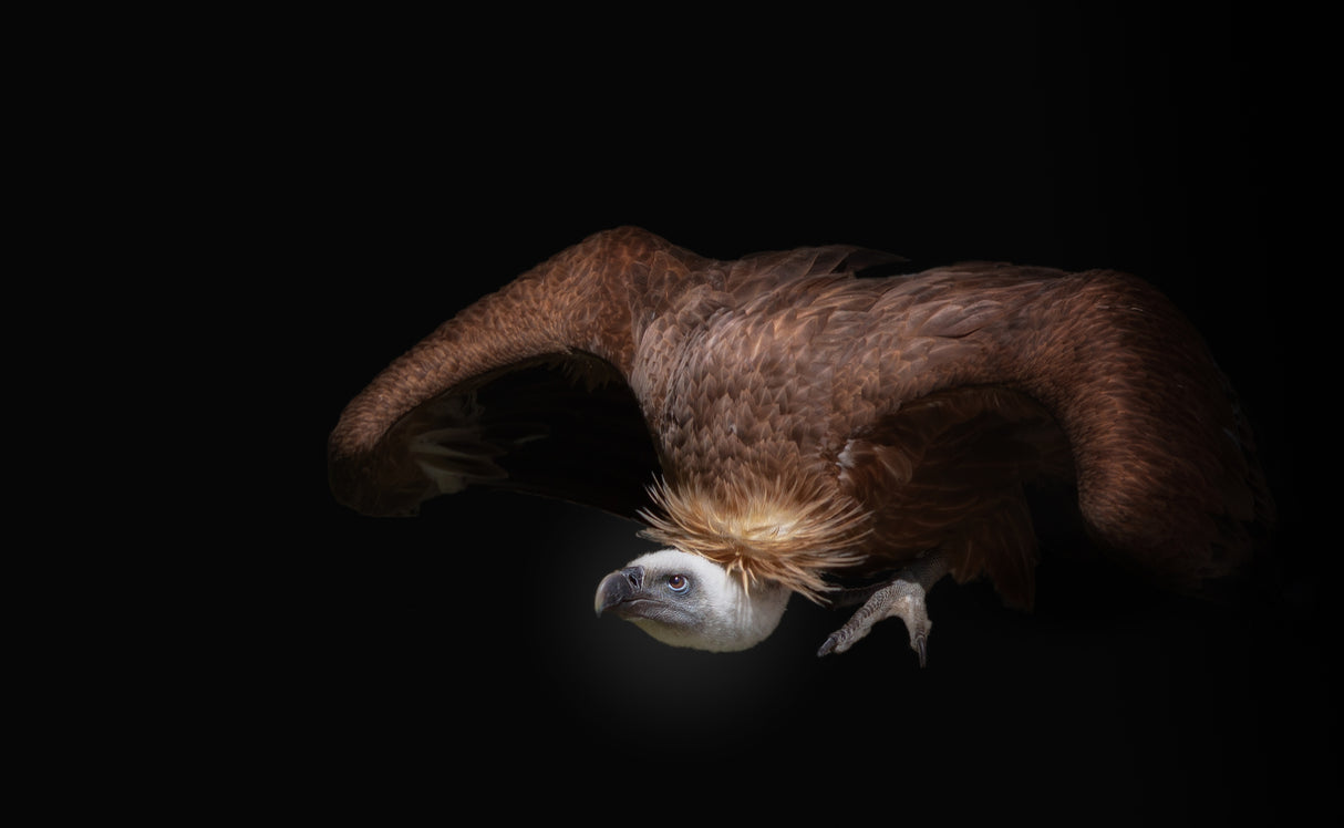 vulture Poster och Canvastavla