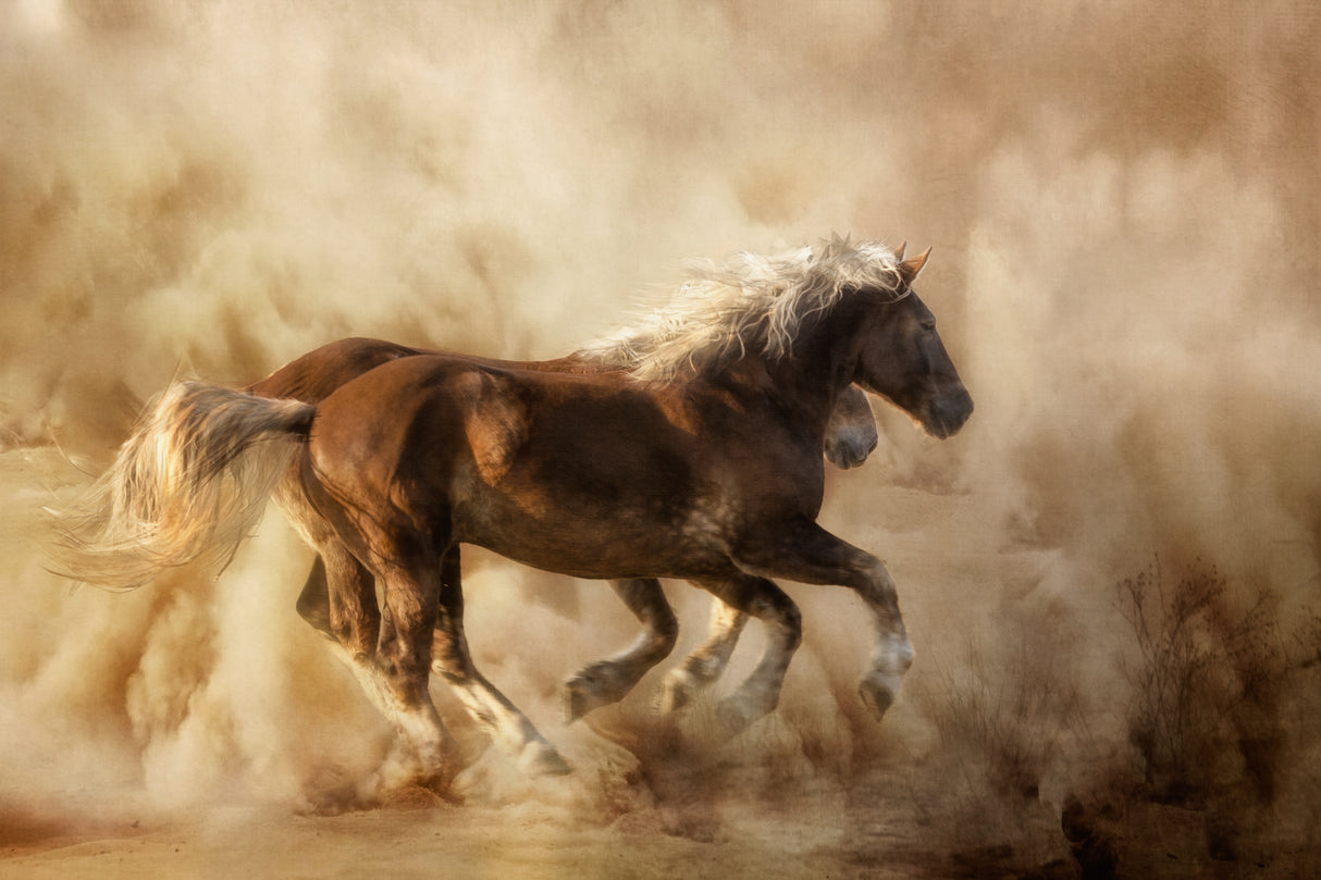 Horses in the dust... Poster och Canvastavla