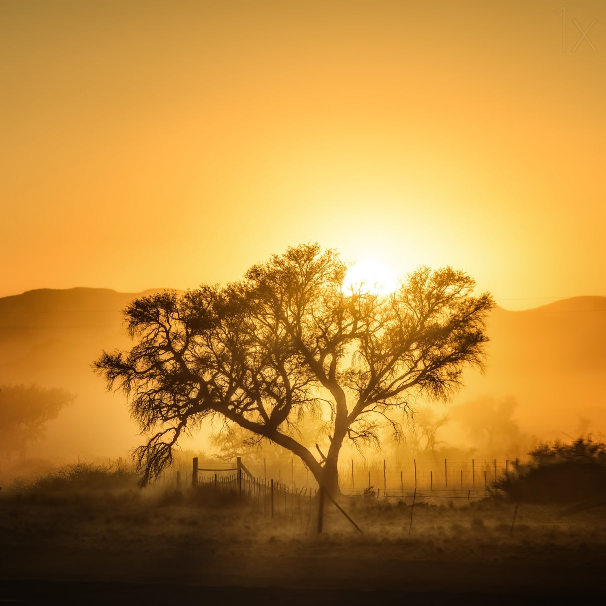 Golden Sunrise Poster och Canvastavla