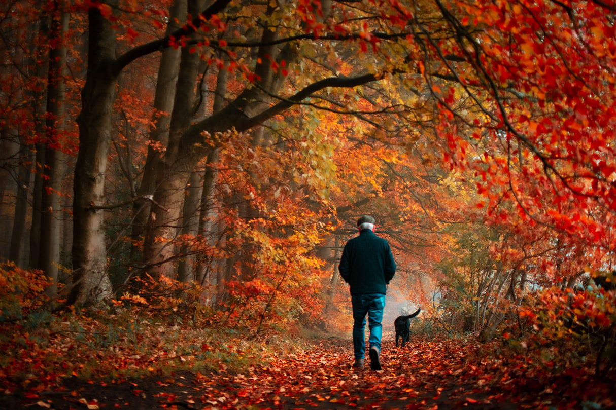 Walkies Poster och Canvastavla