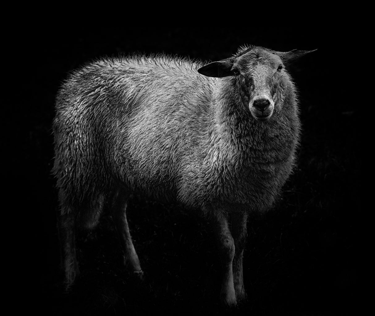 Sheep... Poster och Canvastavla