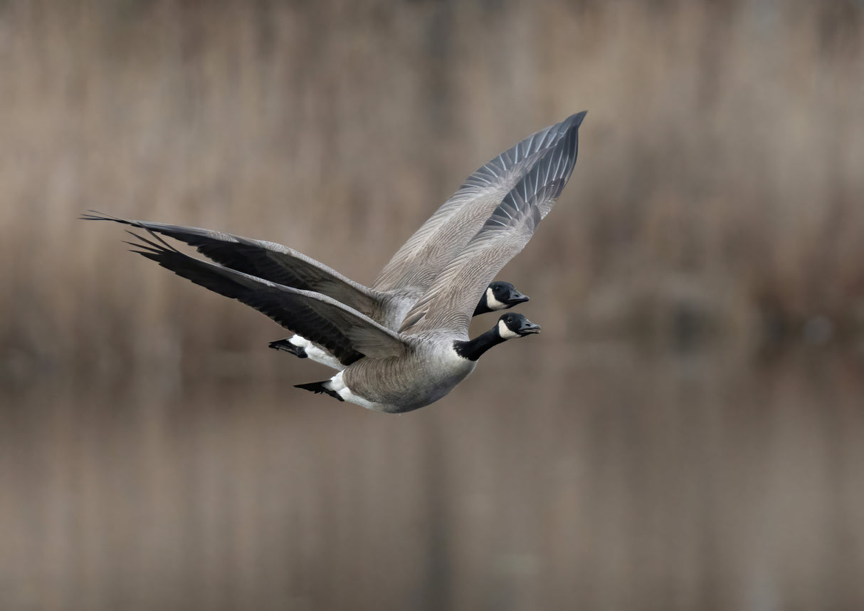 Canada goose (Branta canadensis) Poster och Canvastavla