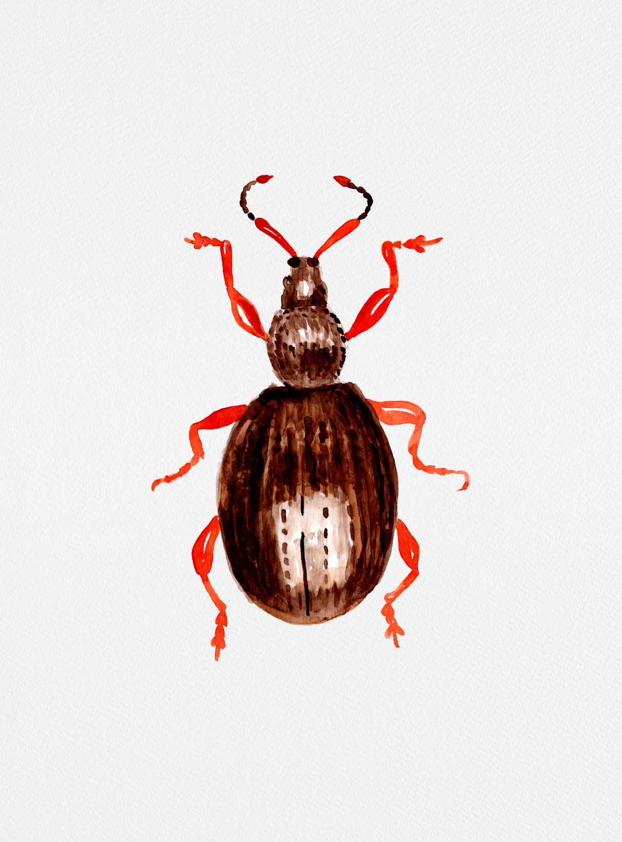 Strawberry root weevil or Otiorhynchus ovatus Poster och Canvastavla