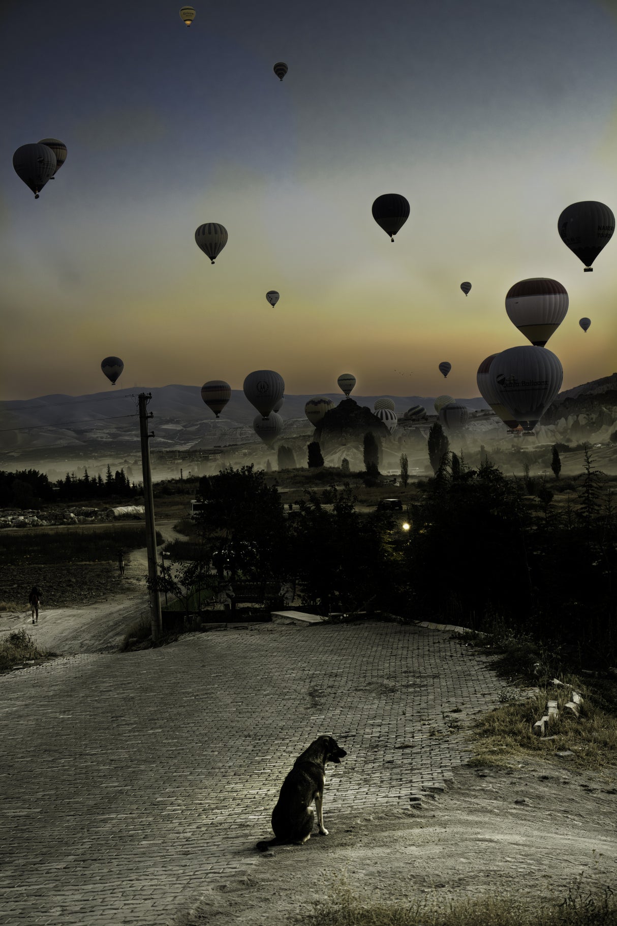 Balloons and one dog Poster och Canvastavla