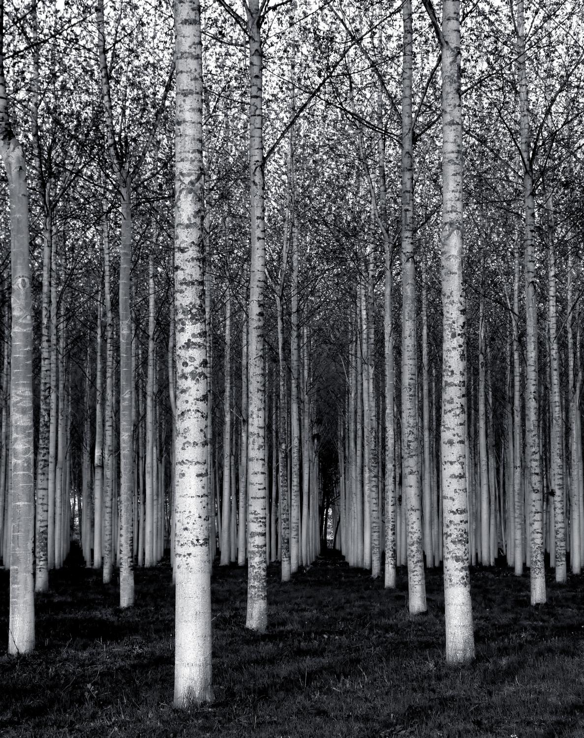 The Forest For The Trees Poster och Canvastavla