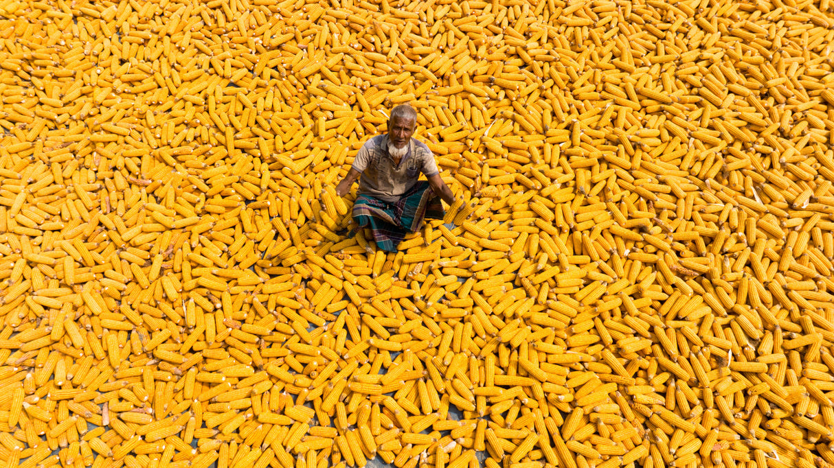 Maize Poster och Canvastavla