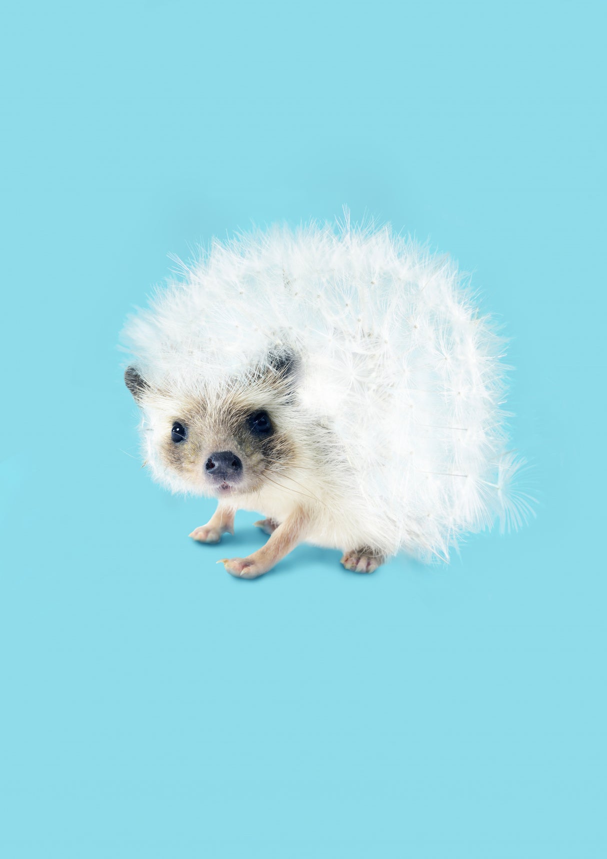 Prickly Like Dandelion Poster och Canvastavla