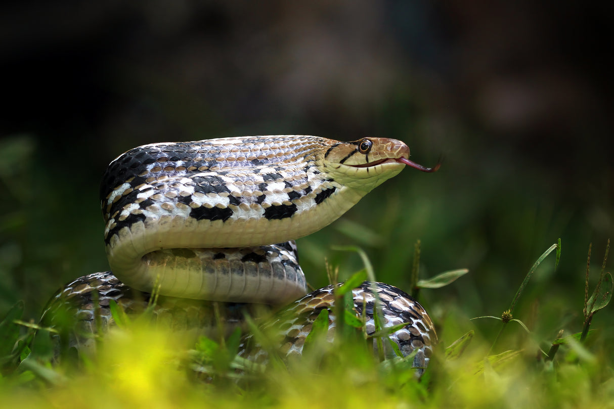 Copper-headed Trinket Snake Poster och Canvastavla
