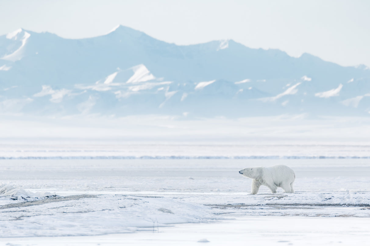 White world Poster och Canvastavla