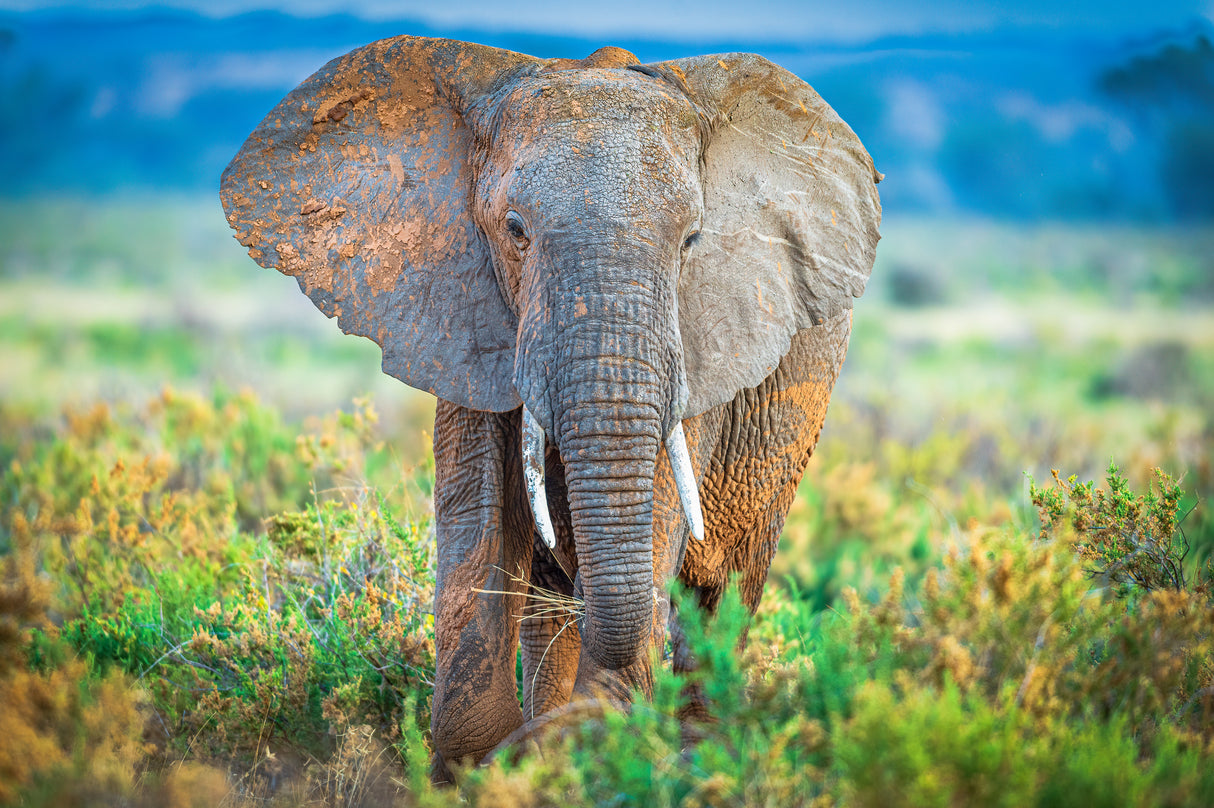 Pastel elephant Poster och Canvastavla