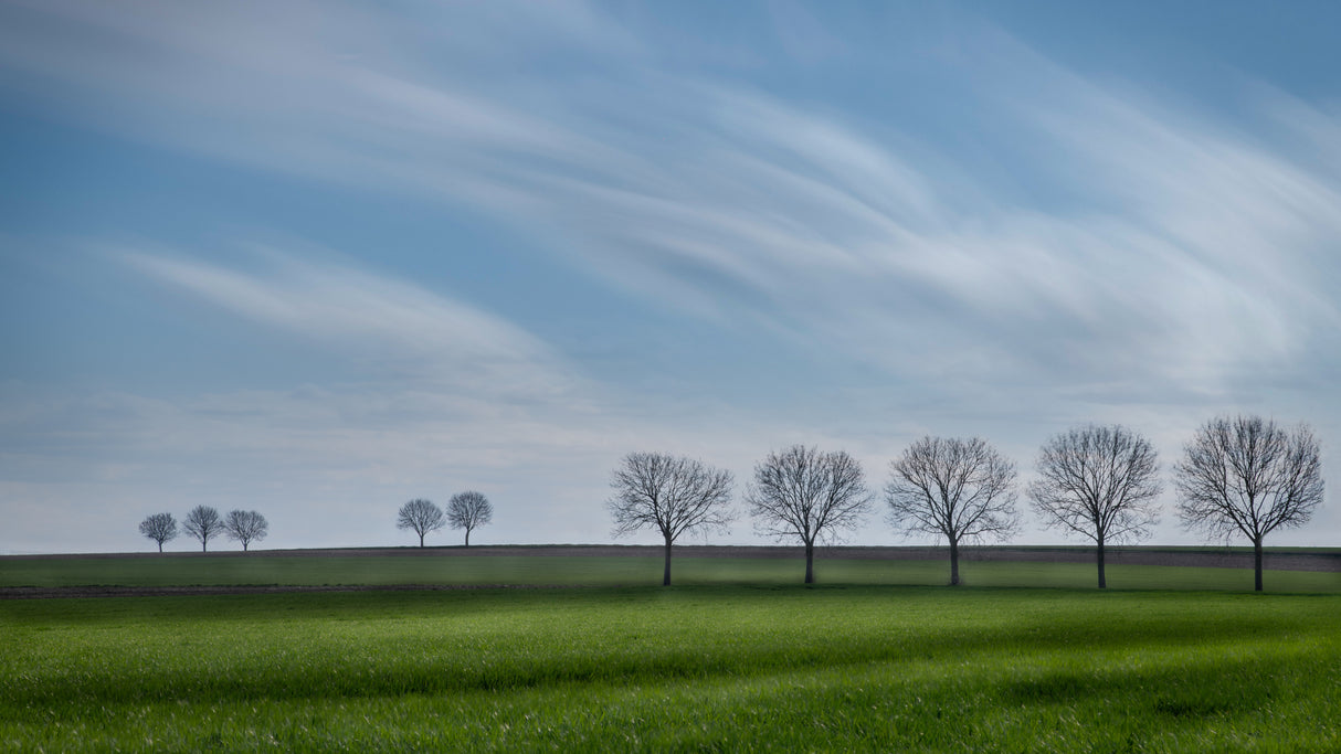 Tree lines Poster och Canvastavla