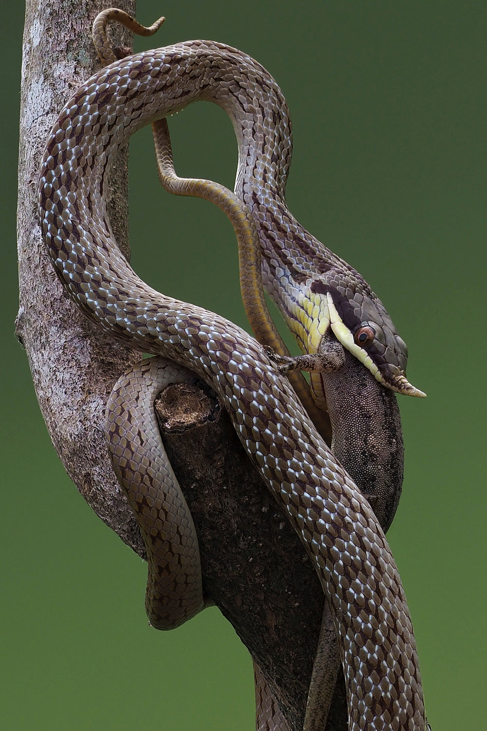 Rhino rat snake Poster och Canvastavla