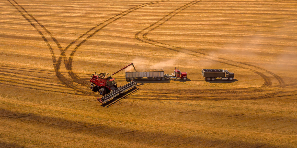 Autumn Harvest Poster och Canvastavla