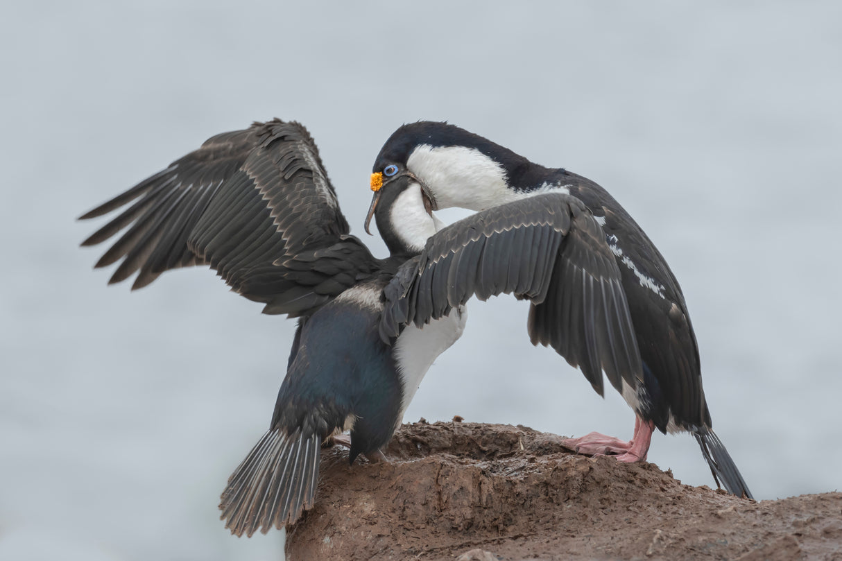 Antarctic Blue-eyed Cormorant Feeding Poster och Canvastavla