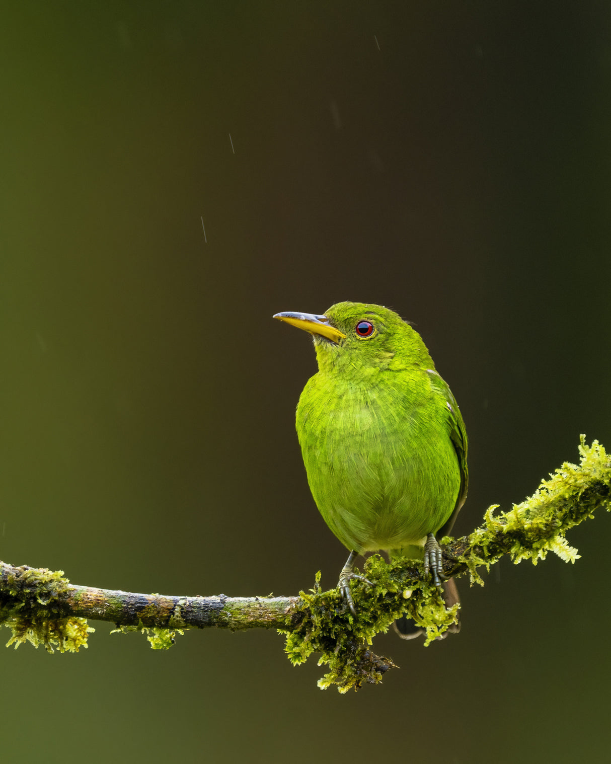 Green Honeycreeper - female Poster och Canvastavla