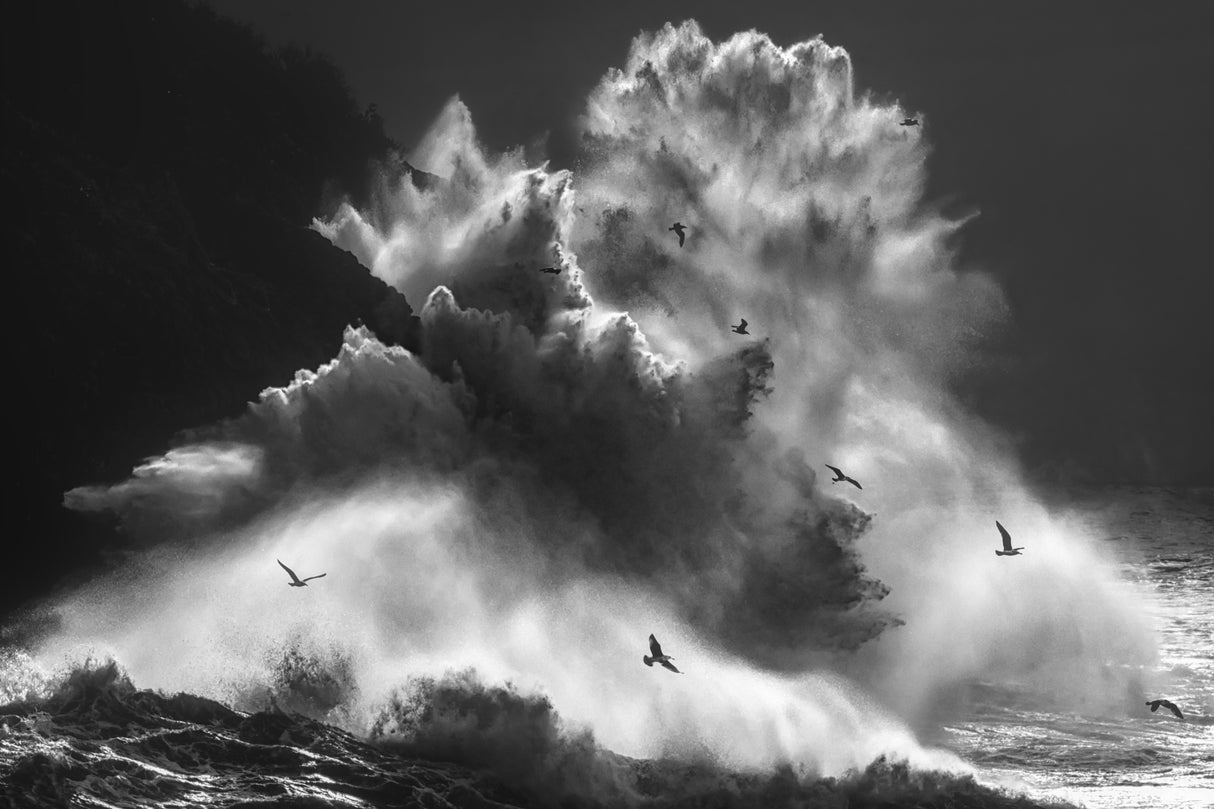 BIRDS IN THE STORM (Part 8) Poster och Canvastavla