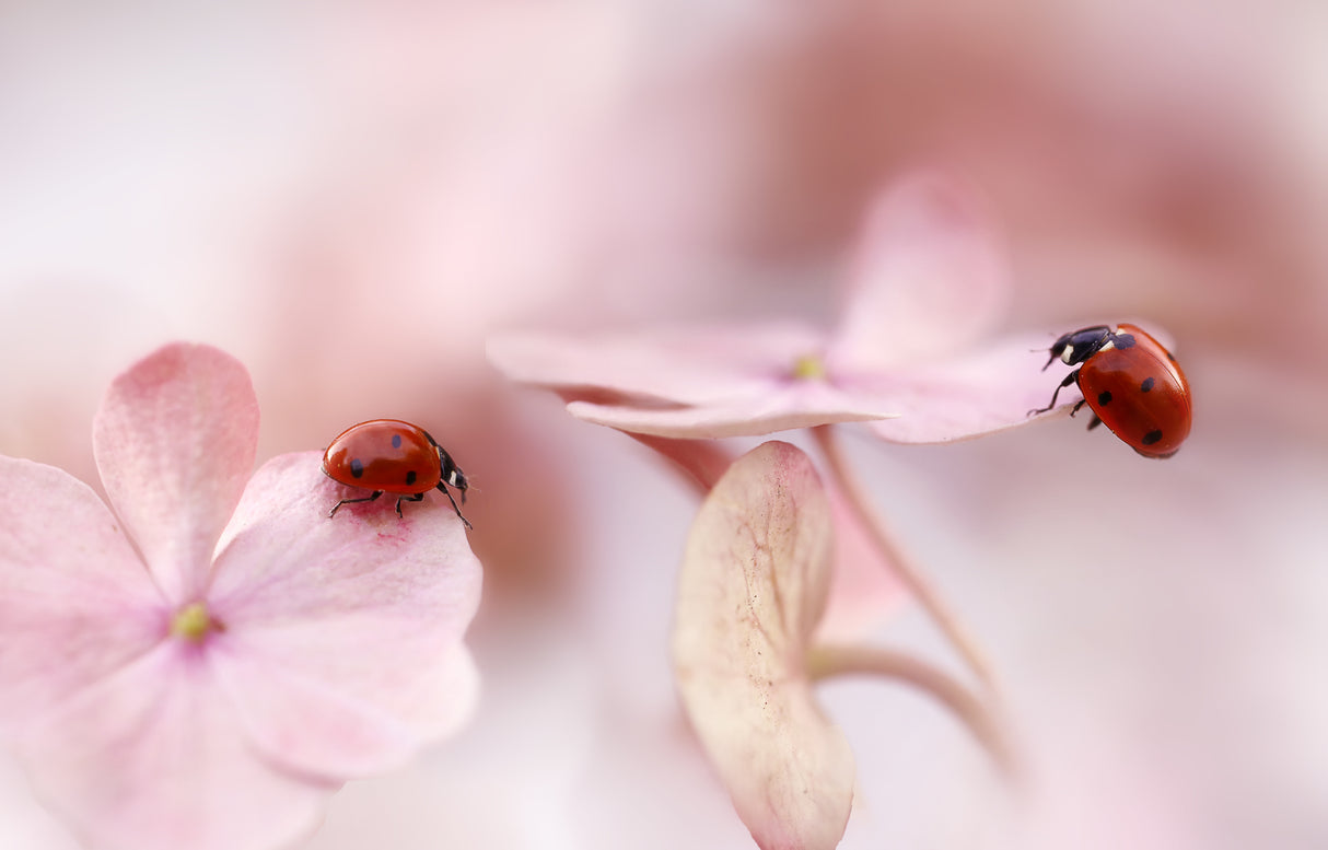 Ladybirds with pink hydrangea Poster och Canvastavla
