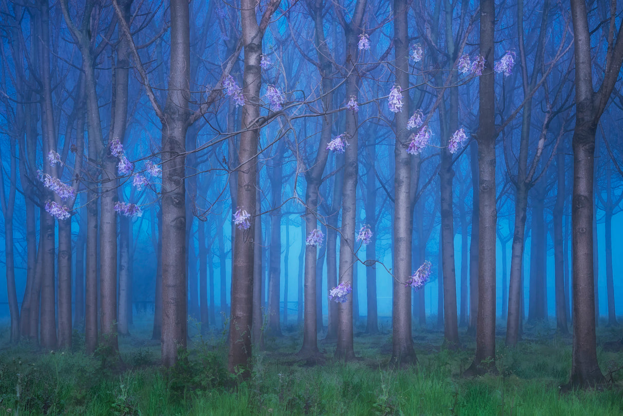 Fairyland Poster och Canvastavla