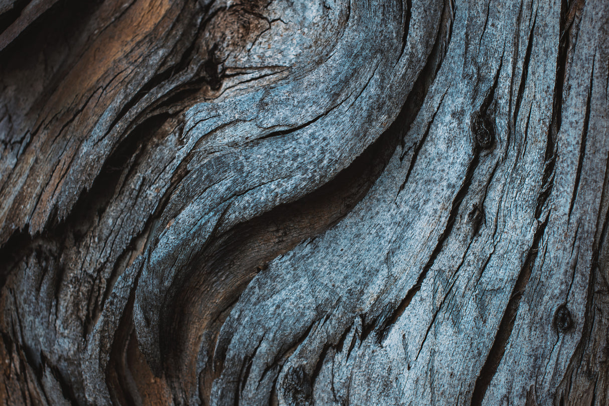 Eucalyptus Texture Poster och Canvastavla