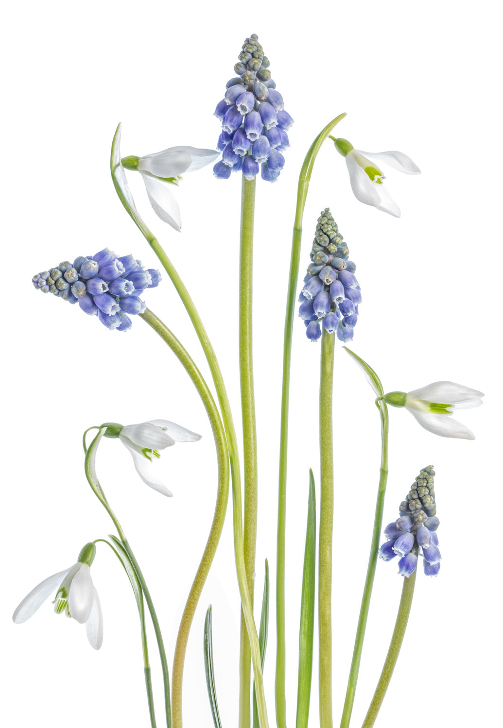 Muscari and Galanthus Poster och Canvastavla