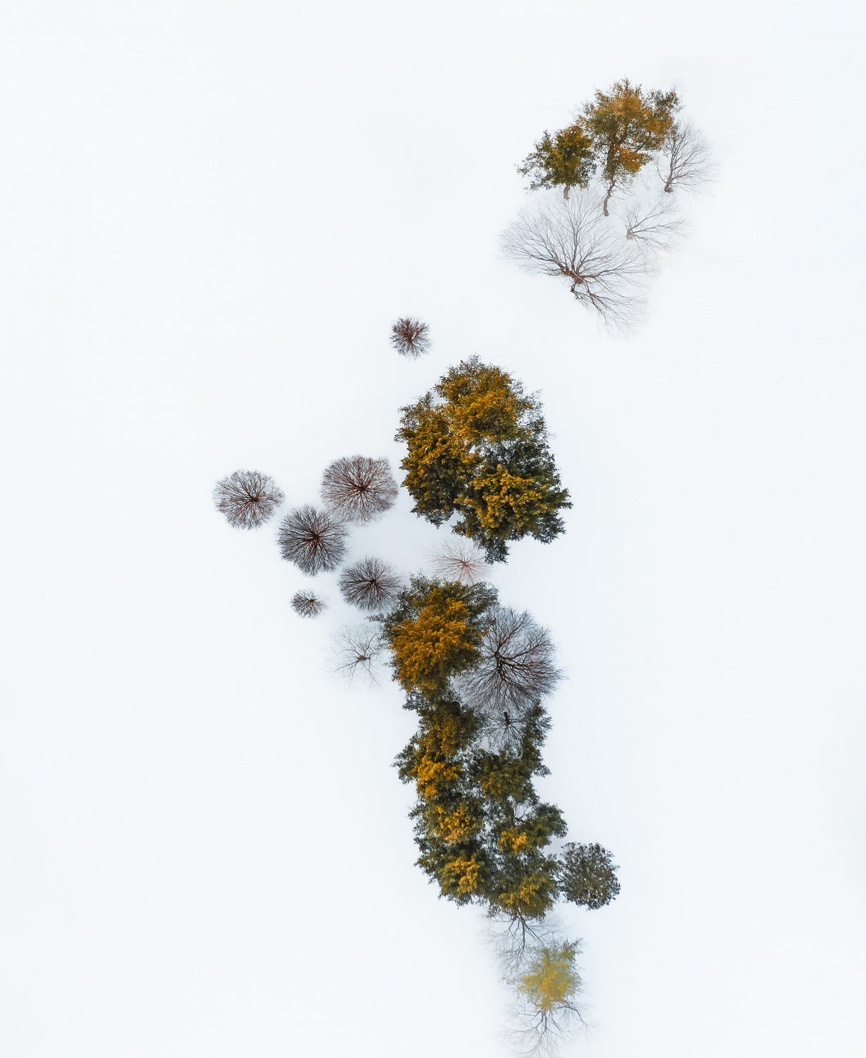Winter Trees Poster och Canvastavla