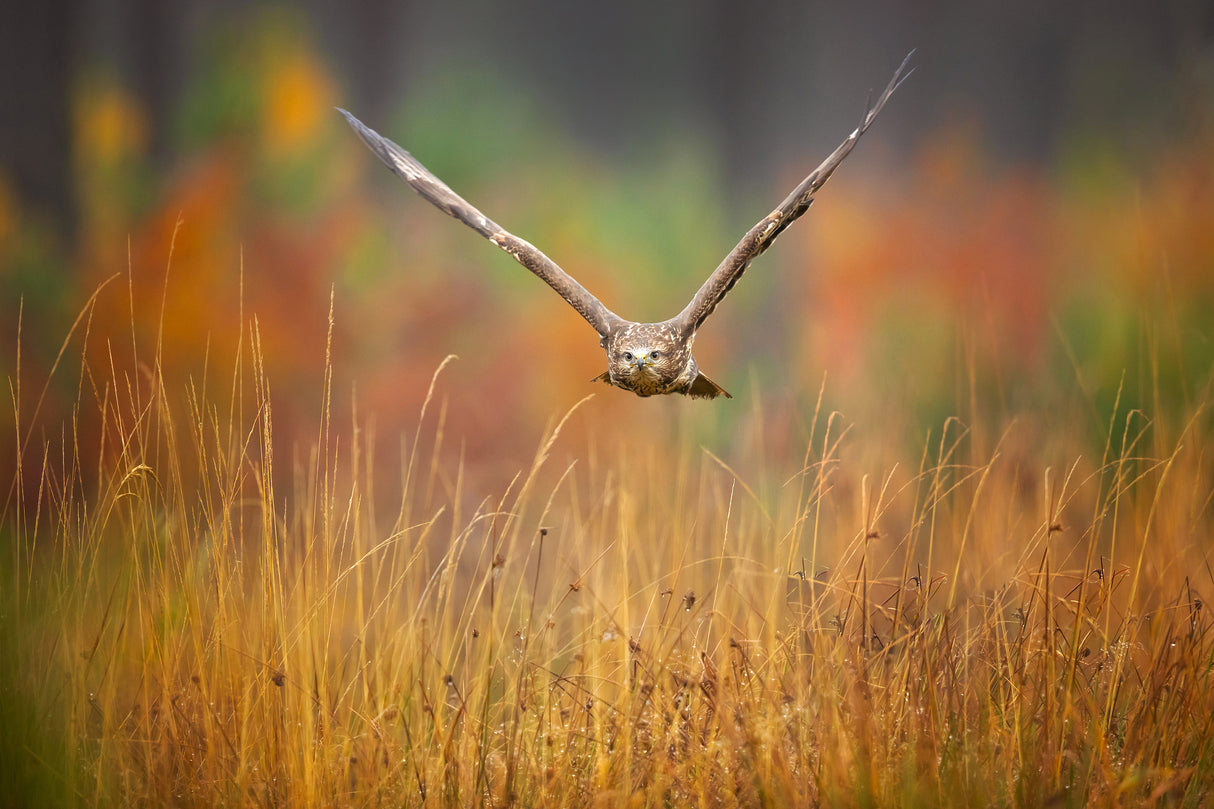 Common buzzard Poster och Canvastavla
