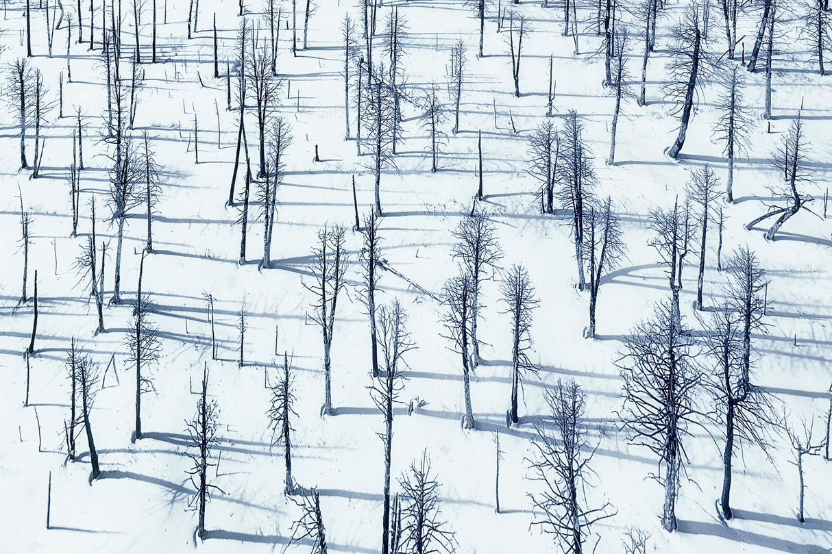 Bared Trees and Their shadows Poster och Canvastavla