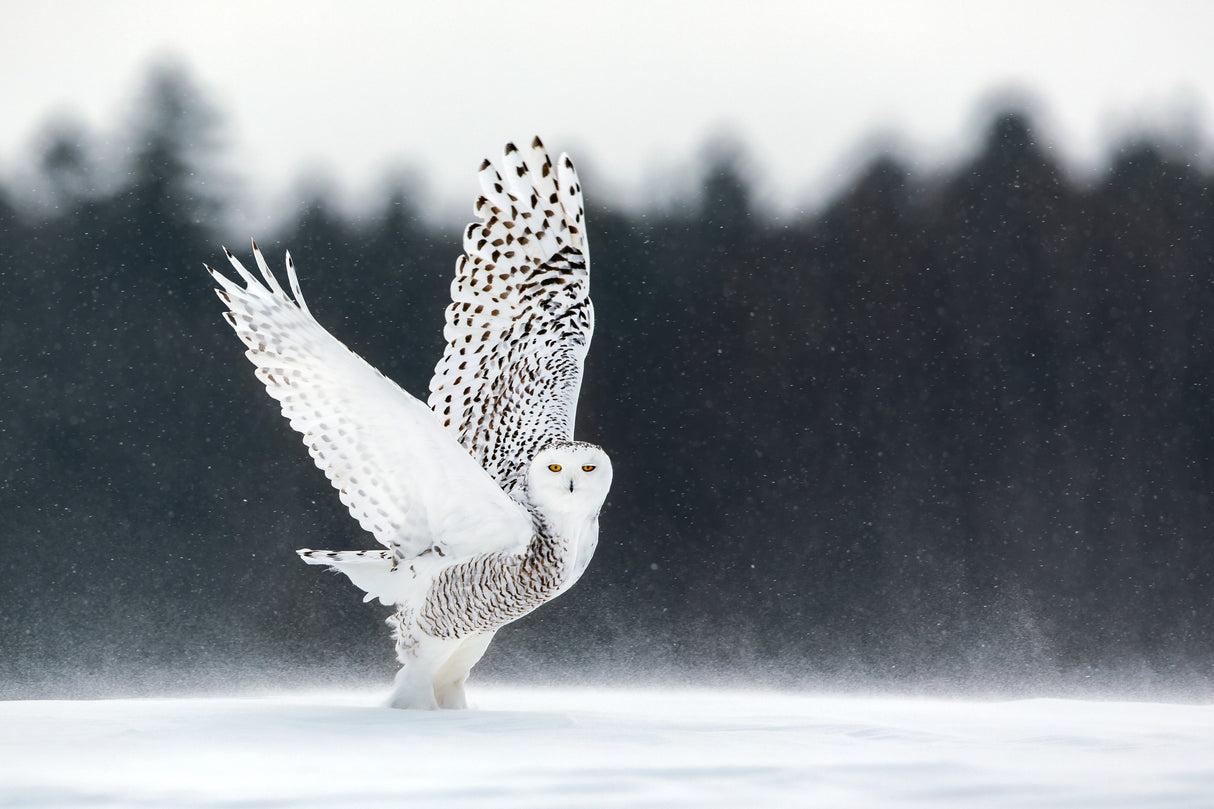 Take Off Poster och Canvastavla