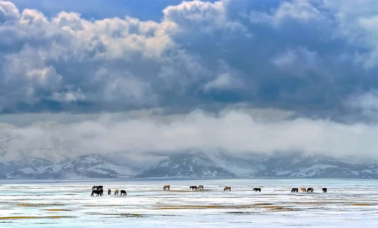Horses on the snow Poster och Canvastavla